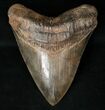 Top Quality Megalodon Tooth - Georgia #15710-1